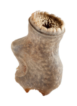 Egg of stick insect - Stheneboea repudiosa