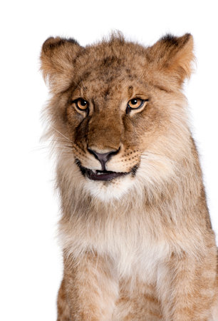 Lion, Panthera leo, 9 months old, in front of a white background, studio shotの写真素材