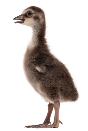 Hawaiian Goose , Branta sandvicensis, a species of goose, 4 days old, in front of white backgroundの写真素材