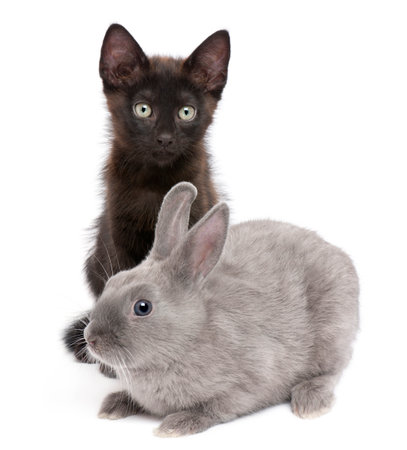 Black kitten playing with rabbit in front of white backgroundの写真素材