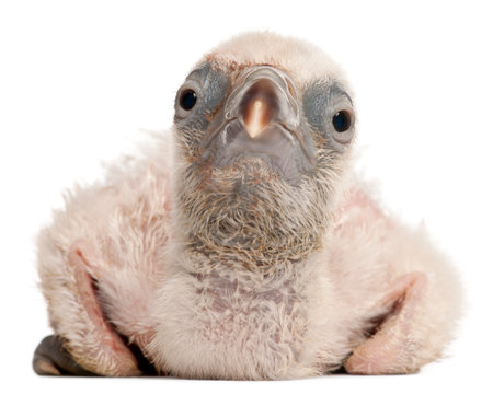 Griffon Vulture, Gyps fulvus, 4 days old, in front of white backgroundの写真素材