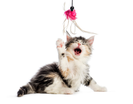 Maine coon kitten, 8 weeks old, reaching for cat toy, in front of white backgroundの写真素材