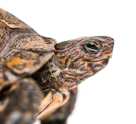 Ornate or painted wood turtle, Rhinoclemmys pulcherrima, in front of white background