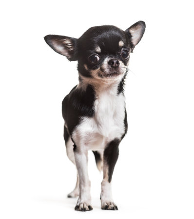 Chihuahua dog, 3 years old, standing against white backgroundの写真素材