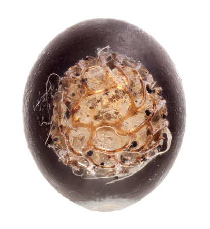 Egg of stick insects - Bacteria horni