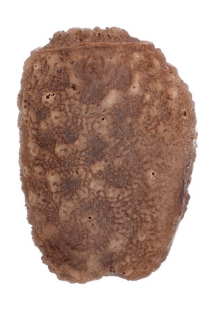 Egg of stick insects - Pseudosermyle phalangiphora