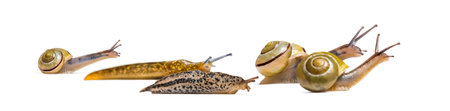 Slugs, Limax maximus, and Snail, Capea Nemoralis, together, in front of white backgroundの写真素材