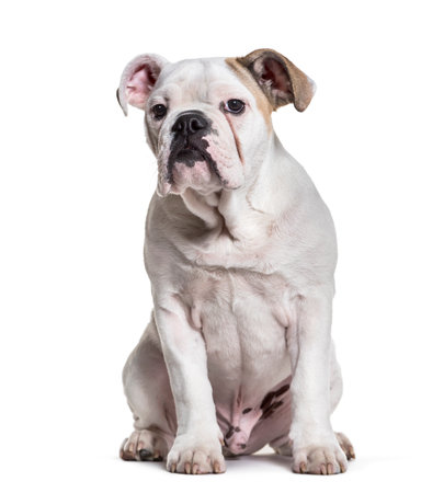 French Bulldog, 5 months old, sitting against white backgroundの写真素材