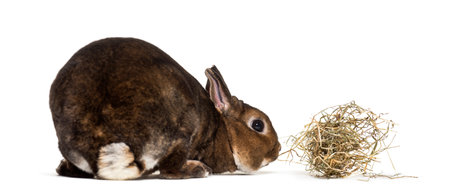 Rex Rabbit against white backgroundの写真素材