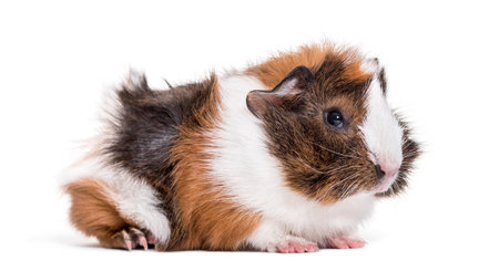 Guinea pig against white backgroundの写真素材