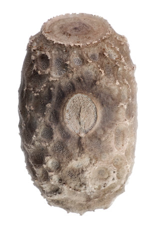 Egg of stick insects - Pseudophasma rufipes
