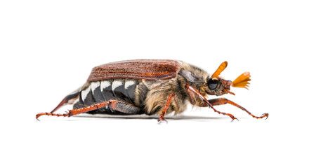 Summer chafer or European june bug, Amphimallon solstitiale, in front of white backgroundの写真素材
