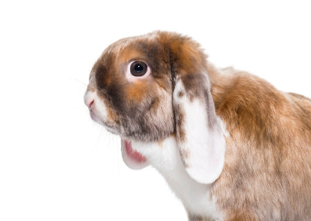 Portrait of cute rabbit against white backgroundの写真素材