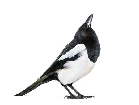Common Magpie, Pica pica, in front of white backgroundの写真素材