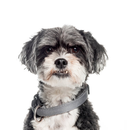 Mixed-breed dog, 6 years old, in front of white backgroundの写真素材