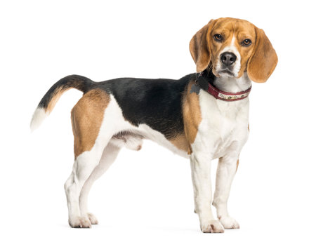 Beagle in front of white backgroundの写真素材