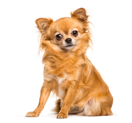Chihuahua sitting in front of white backgroundの写真素材