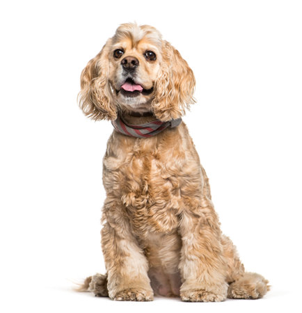 American Cocker Spaniel sitting in front of white background