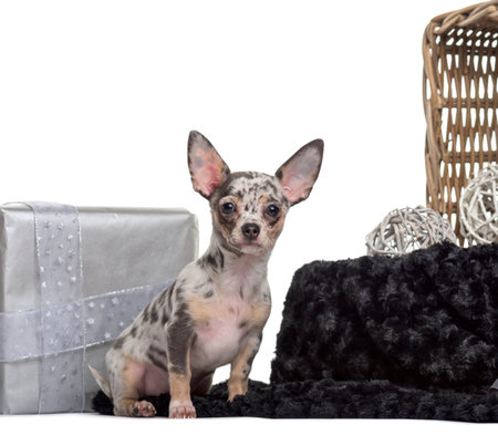 Chihuahua, 3 months old, sitting in front of white backgroundの写真素材