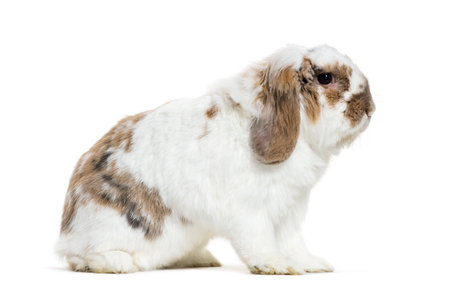 Holland Lop rabbit sitting in front of white backgroundの写真素材