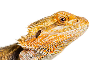 Close up of Bearded Dragon, Pogona vitticeps, in front of white backgroundの写真素材