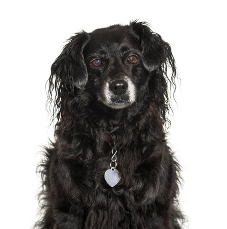 Mixed-breed dog in front of white backgroundの写真素材