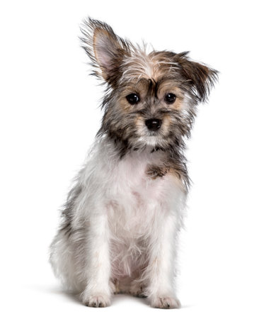 Mixed-breed , yorkshire and chihuahua, sitting against white backgroundの写真素材