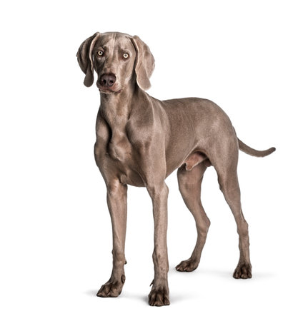 Weimaraner standing against white backgroundの写真素材