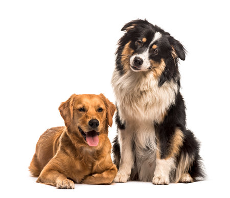 Golden Retriever & Australian Shepherd sitting against white backgroundの写真素材