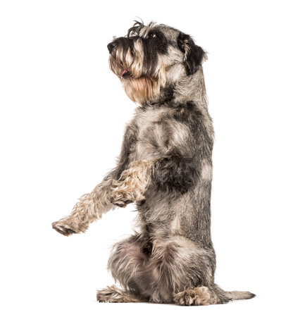 Standard Schnauzer sitting against white backgroundの写真素材