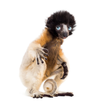 Soa, 4 months old, Crowned Sifaka sitting against white backgroundの写真素材