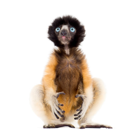 4 months old baby Crowned Sifaka sitting against white backgroundの写真素材