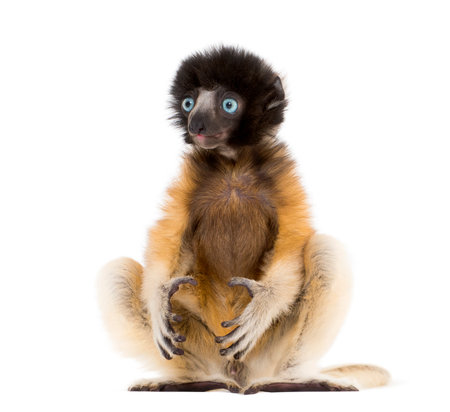 Soa, 4 months old, Crowned Sifaka sitting against white backgroundの写真素材
