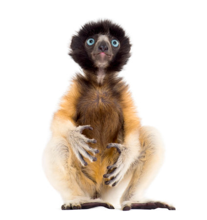 4 months old baby Crowned Sifaka sitting against white backgroundの写真素材
