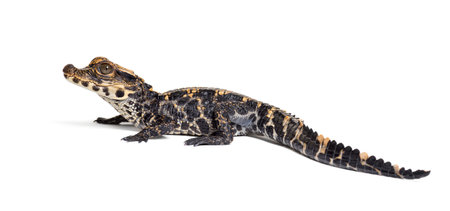 Dwarf crocodile, Osteolaemus tetraspis also know as African dwarf crocodile, broad-snouted crocodile, or bony crocodile looking at camera against white backgroundの写真素材
