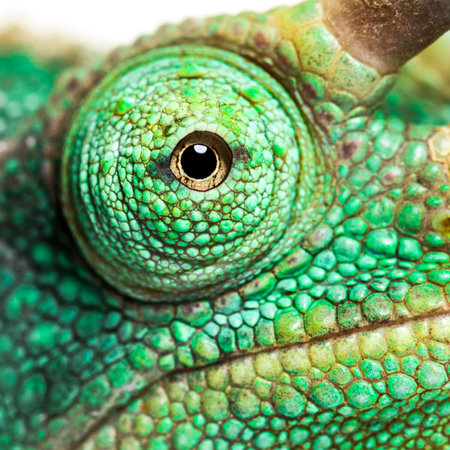 Eye close-up on a Jackson's horned chameleon, Trioceros jacksonii looking at camera against white backgroundの写真素材