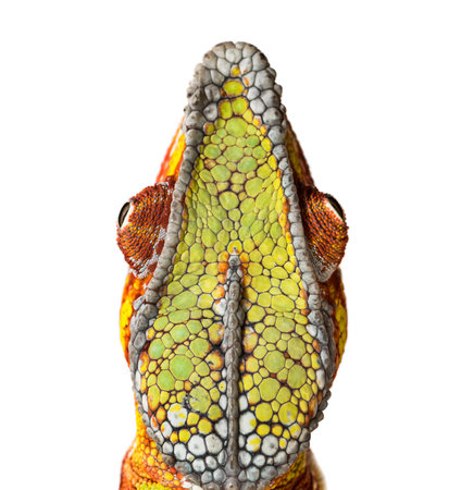 Panther chameleon, Furcifer pardalis, in close up against white backgroundの写真素材