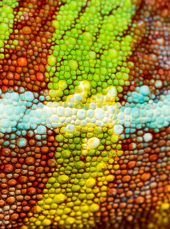 Skin of Panther chameleon, Furcifer pardalis, in close up against white backgroundの写真素材