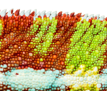 Skin of Panther chameleon, Furcifer pardalis, in close up against white backgroundの写真素材