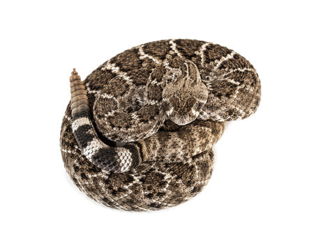 Crotalus atrox, western diamondback rattlesnake or Texas diamond-back, venomous snake against white backgroundの写真素材
