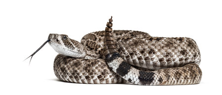 Crotalus atrox, western diamondback rattlesnake or Texas diamond-back, venomous snake against white...