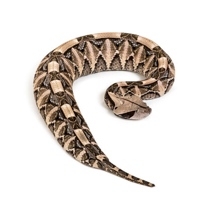 Bitis gabonica, Gaboon viper , Bitis gabonica, is a viper species, venomous against white background