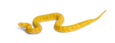 Bothriechis schlegelii, Bothriechis schlegelii, the eyelash viper, is a venomous pit viper against...