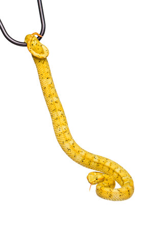 Bothriechis schlegelii, Bothriechis schlegelii, the eyelash viper, is a venomous pit viper against white backgroundの写真素材