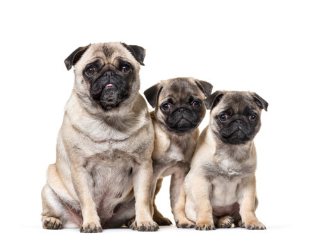 mother Pug and her puppies sitting against white backgroundの写真素材