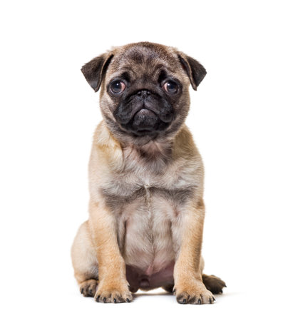 Pug Puppy sitting against white backgroundの写真素材