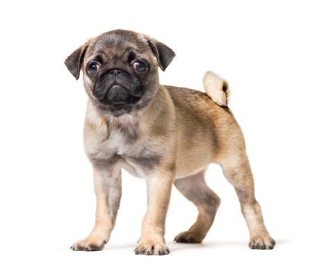 Pug Puppy standing against white backgroundの写真素材