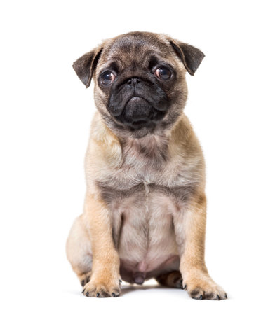 Pug Puppy sitting against white backgroundの写真素材