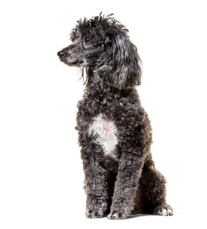 Poodle , 5 years old, sitting against white backgroundの写真素材