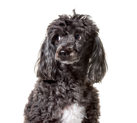 Poodle , 5 years old, against white backgroundの写真素材